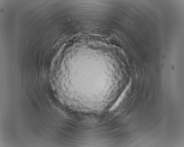 X0000078260276200612011702