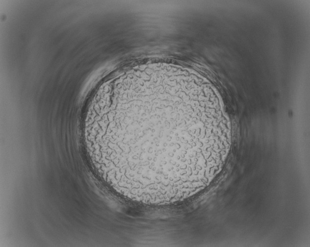 X0000078260293200612011701