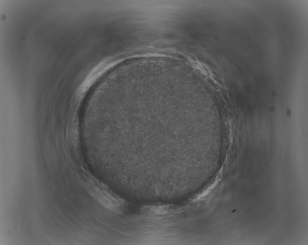 X0000078260295200612011701