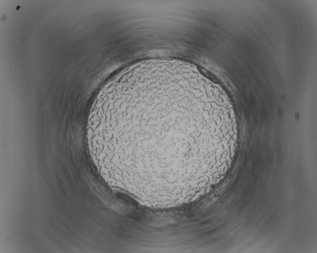 X0000078260297200612011701