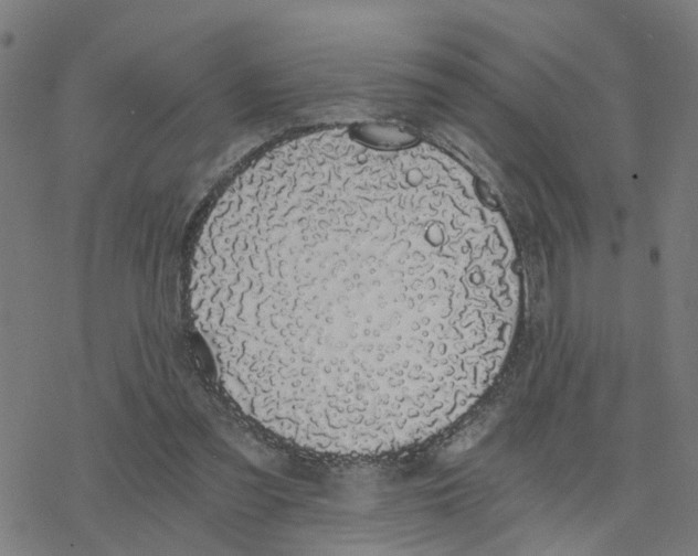 X0000078260301200612011701