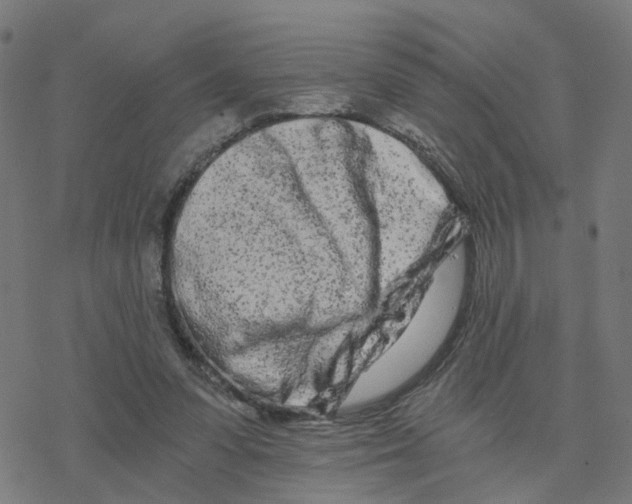 X0000078260303200612011701