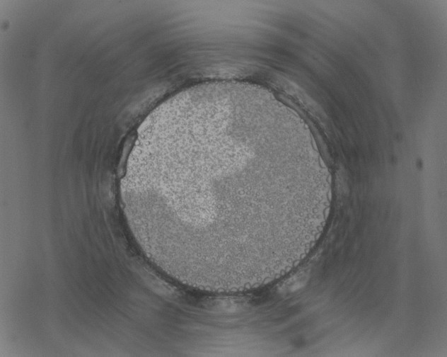 X0000078260305200612011701