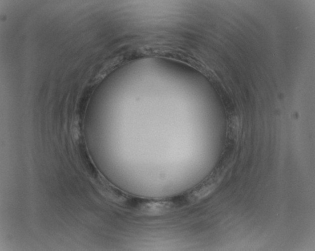 X0000078260323200612011701