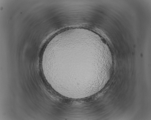 X0000078260346200612011700