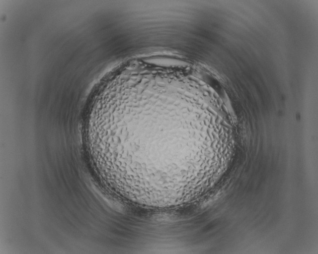 X0000078260350200612011700