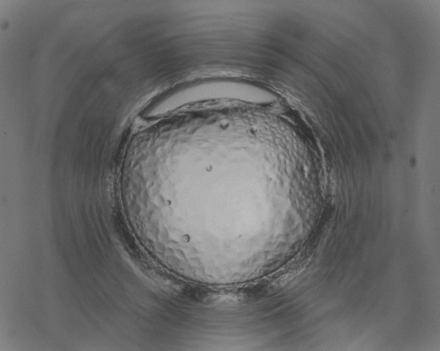 X0000078260352200612011700