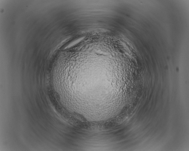 X0000078260356200612011700