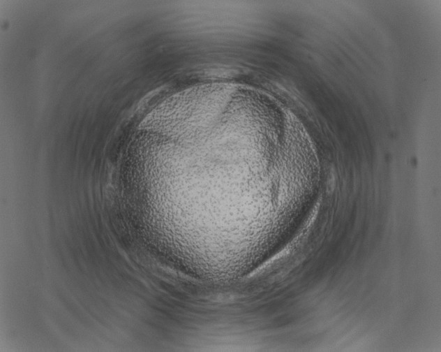 X0000078260360200612011700