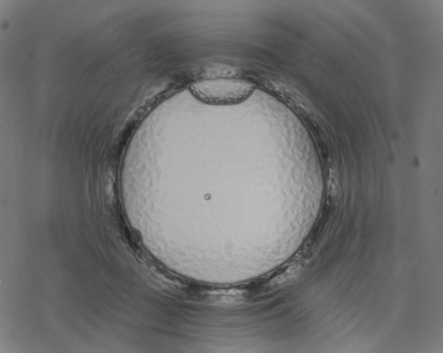 X0000078260363200612011700