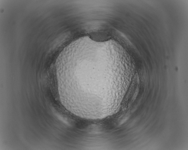 X0000078260364200612011700