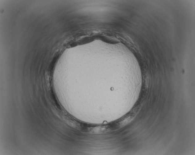 X0000078260366200612011700