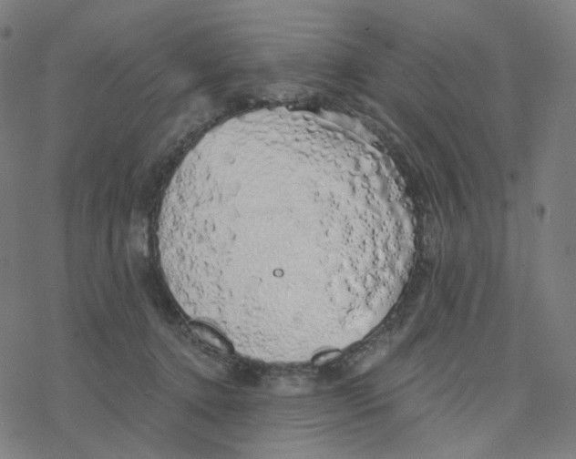 X0000078260368200612011700