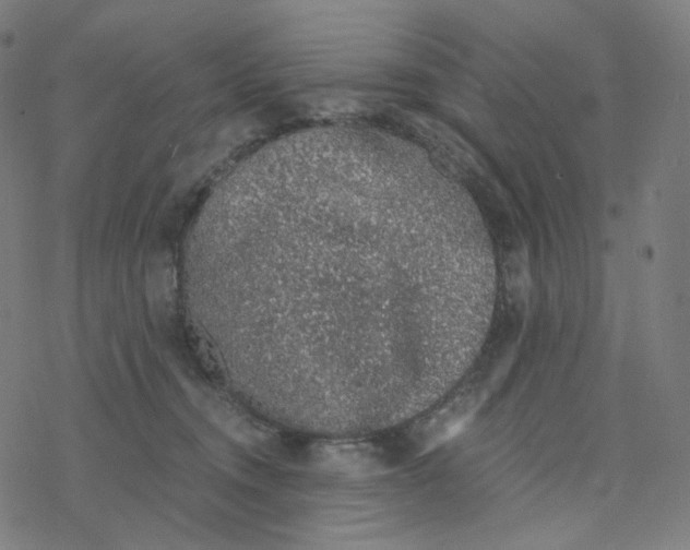 X0000078260372200612011700