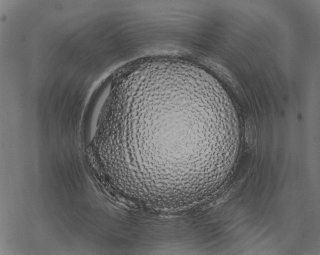 X0000078260388200612011700