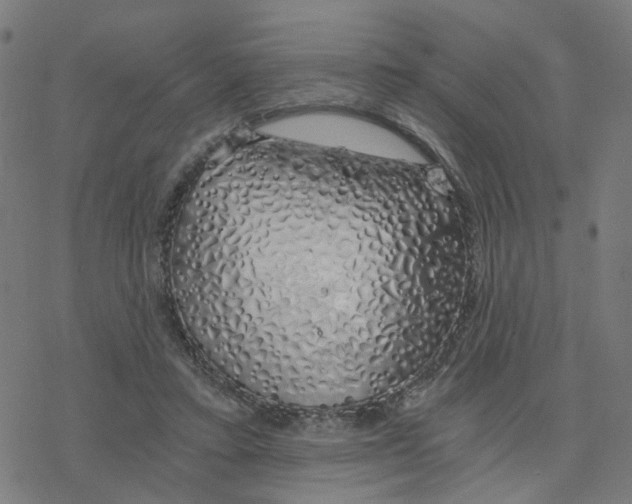 X0000078260403200612011659