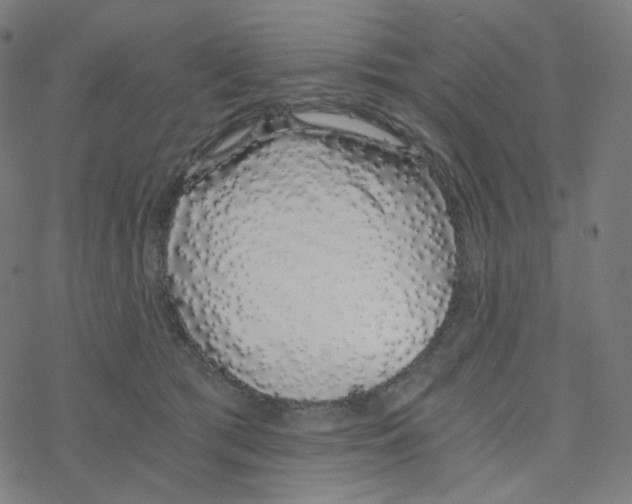 X0000078260417200612011659