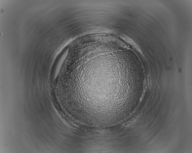 X0000078260436200612011658