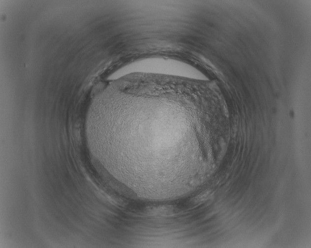 X0000078260452200612011658