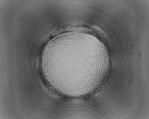 X0000078260546200612011657