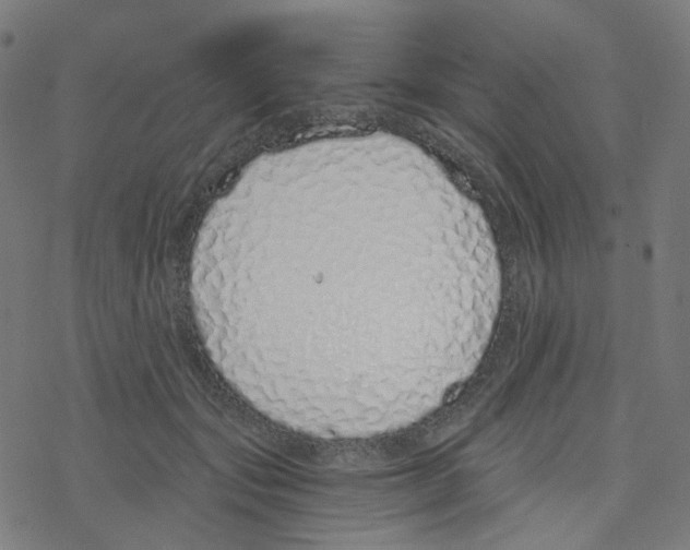 X0000078260557200612011657