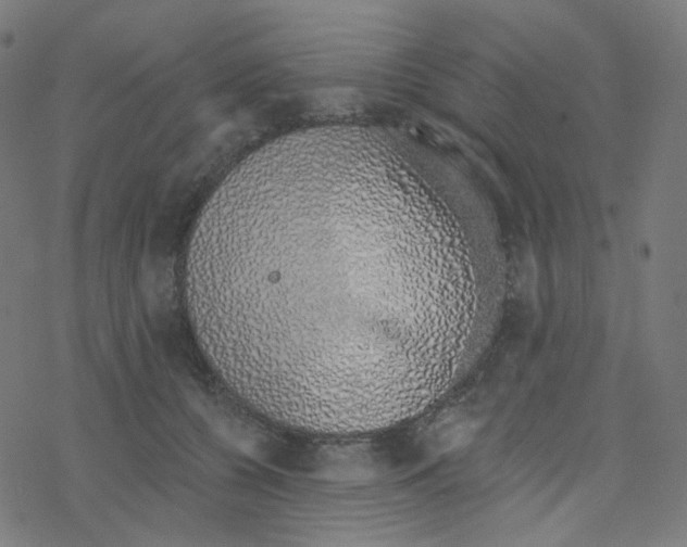 X0000078260560200612011657