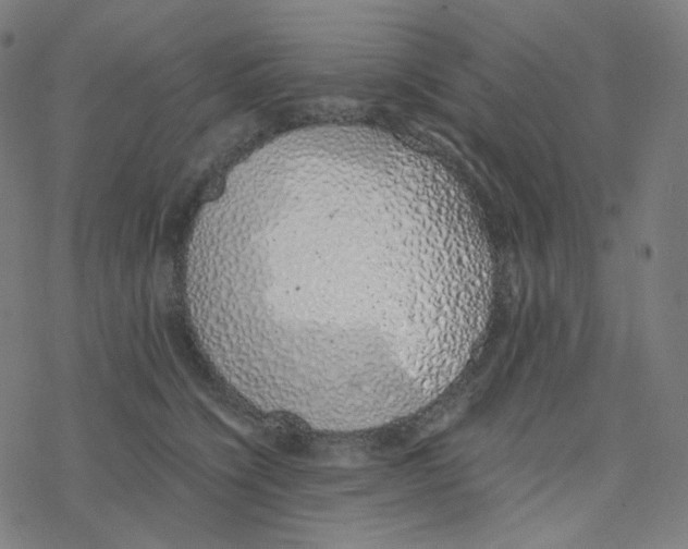 X0000078260564200612011657