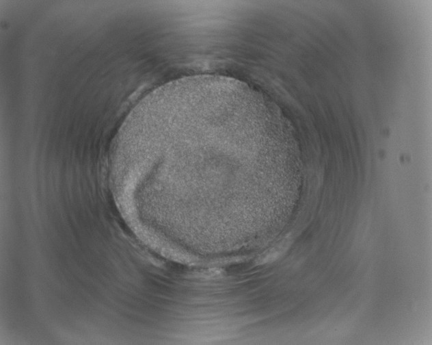 X0000078260576200612011657