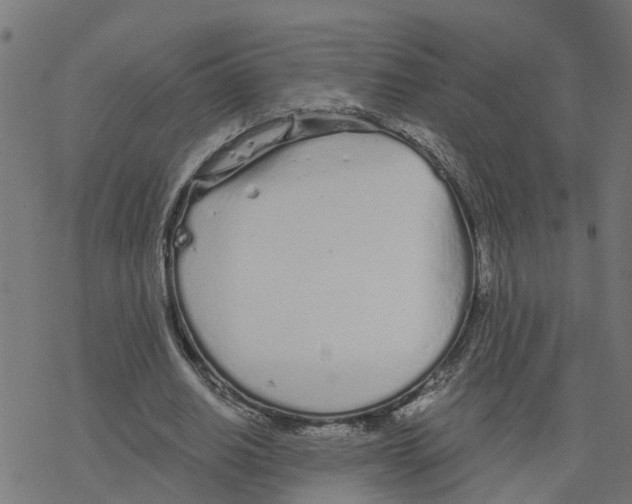 X0000078260630200612011655