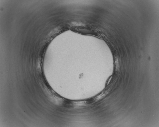 X0000078260662200612011656