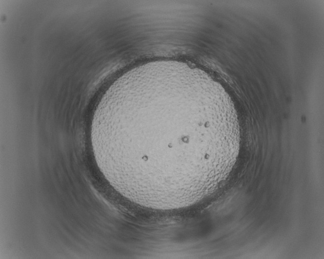 X0000078260683200612011655