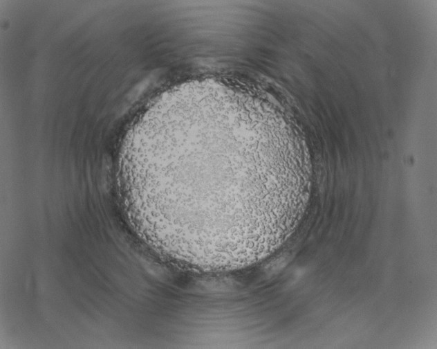 X0000078260712200612011654