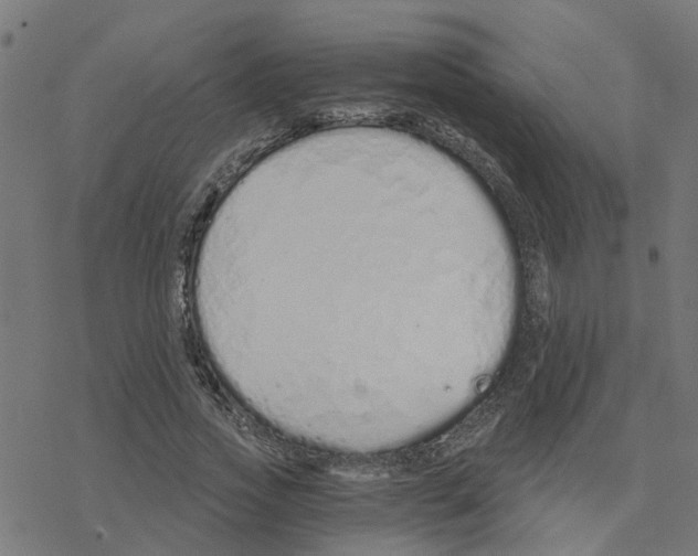 X0000078260733200612011654