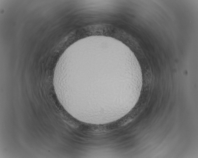 X0000078260753200612011654