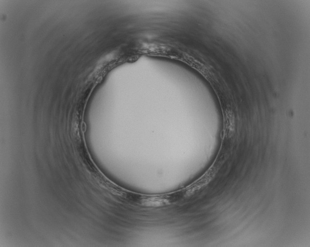 X0000078260754200612011654