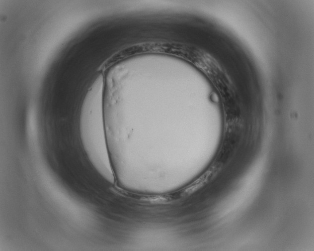 X0000078260765200612011654