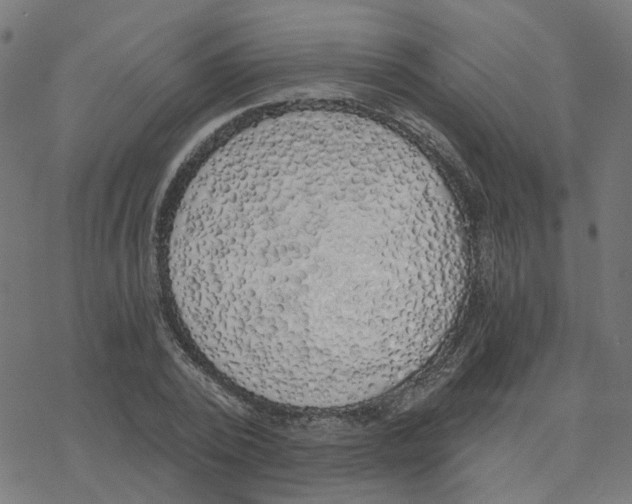 X0000078260784200612011653