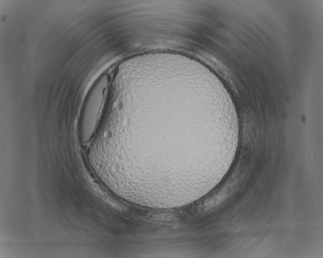 X0000078260798200612011653