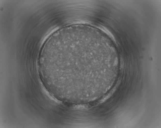 X0000078260806200612011653