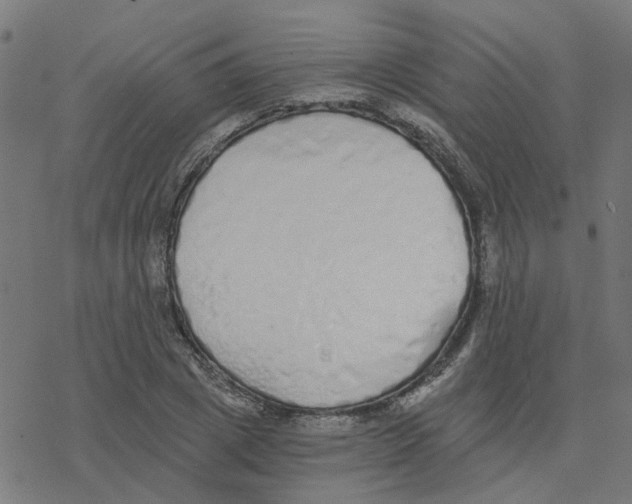 X0000078260833200612011652