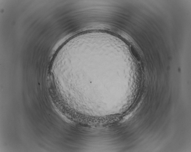 X0000078260842200612011652