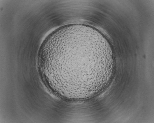 X0000078260846200612011652