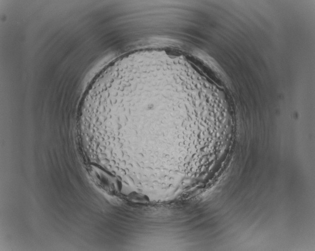 X0000078260850200612011652