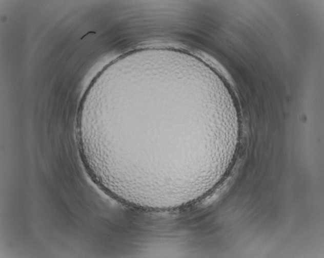 X0000078260855200612011653