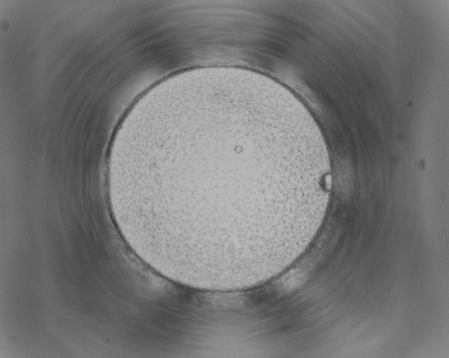 X0000078260856200612011653