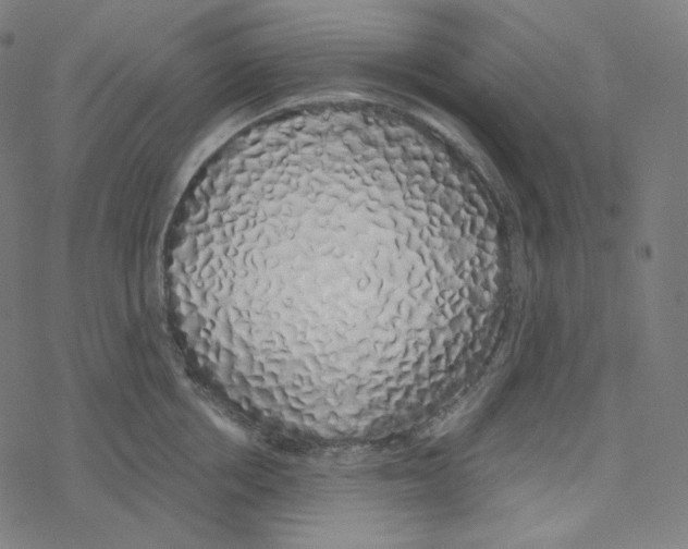 X0000078260858200612011653