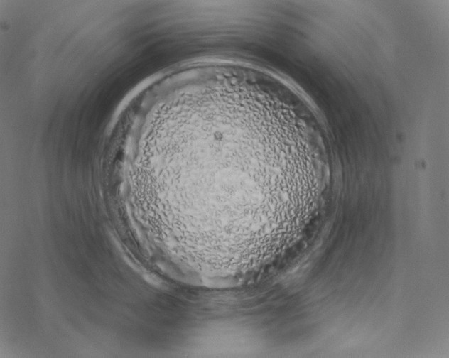 X0000078260862200612011653