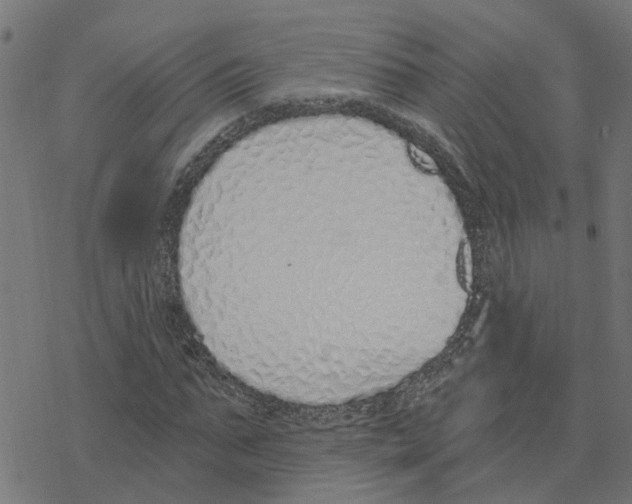 X0000078260871200612011652