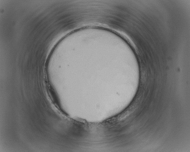 X0000078260903200612011651