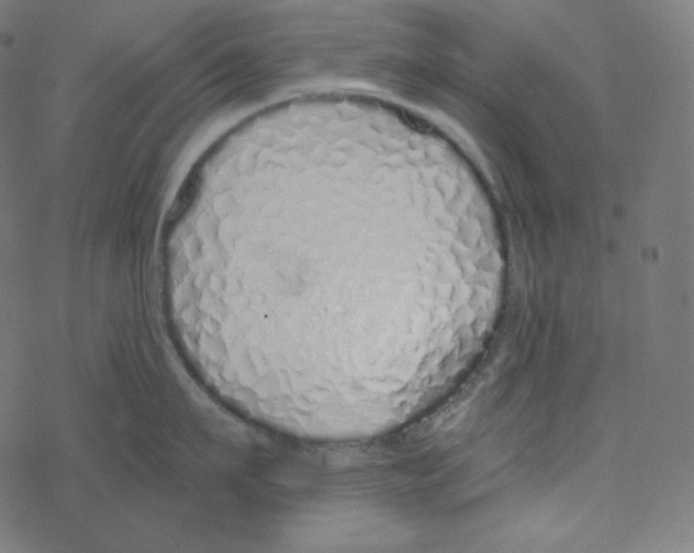 X0000078260911200612011651